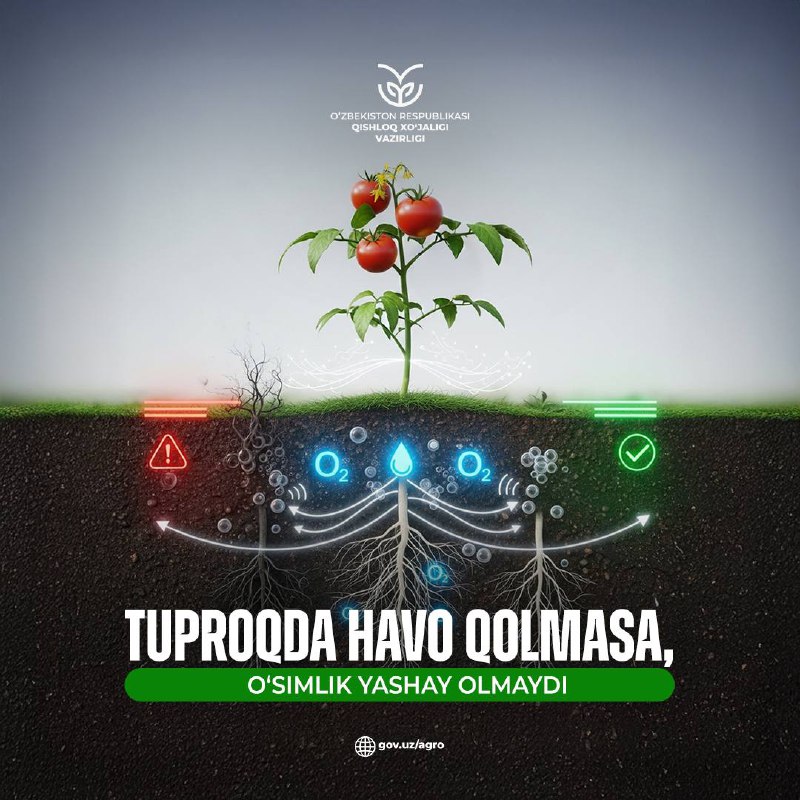 Tuproqda havo qolmasa, oʻsimlik yashay olmaydi