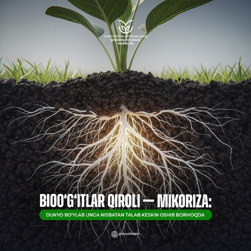 Biooʻgʻitlar qiroli — Mikoriza: dunyo boʻylab unga nisbatan talab keskin oshib bormoqda