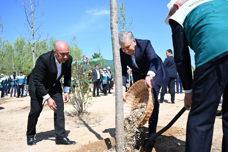 Prezident Shavkat Mirziyoyev “Yashil makon” umummilliy loyihasi doirasida koʻchat ekish tadbirida ishtirok…