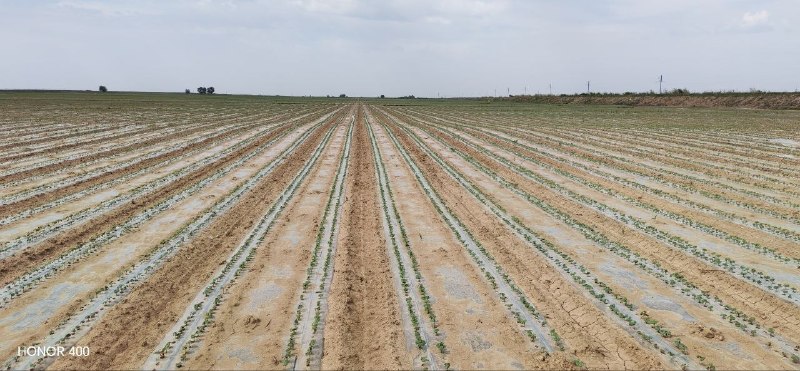 Mexanik tarkibi qumloq tuproq sharoitida oʻgʻitlardan samarali foydalanish usullari